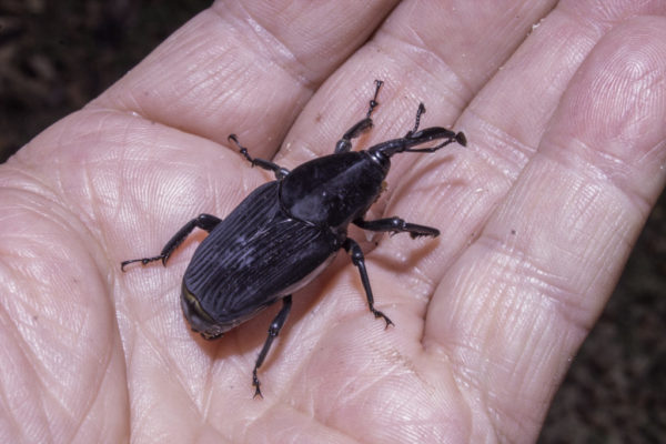 South American Palm Weevil