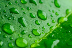 Who’ll Stop the Rain?