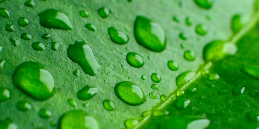 Who’ll Stop the Rain?