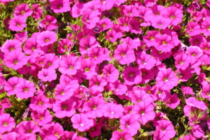 John Mohns Achieves Life Member Status to the CLCA