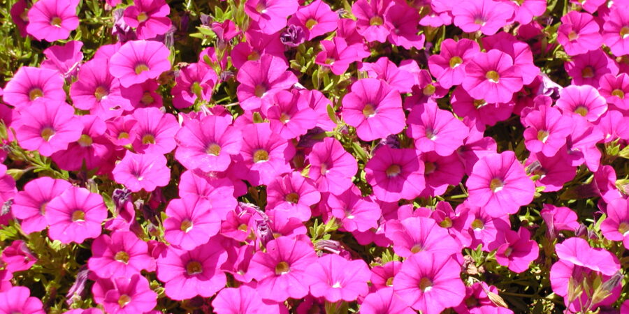 John Mohns Achieves Life Member Status to the CLCA