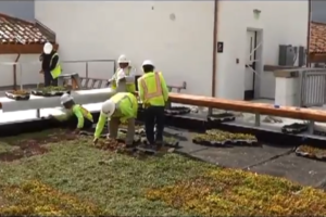 SDSU Green Roof Garden