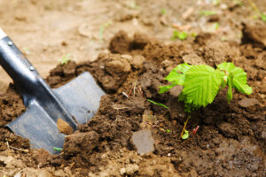 Soil Probes in Your Landscape