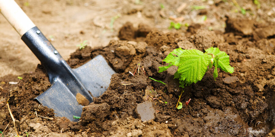 Soil Probes in Your Landscape
