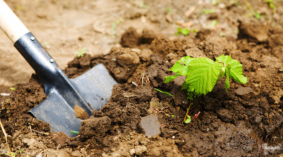 Soil Probes in Your Landscape