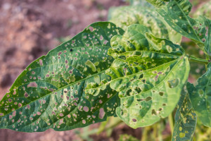 6 Common Plant Diseases & Pests