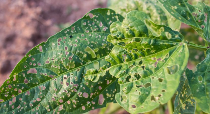 6 Common Plant Diseases & Pests