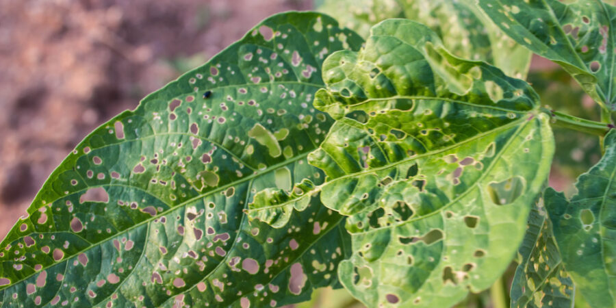 6 Common Plant Diseases & Pests
