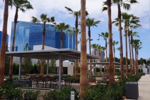 A Proactive Approach to Tree Care: Certified Arborists