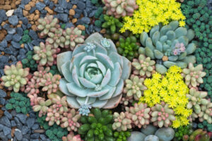 Why Hire Certified Landscape Technicians?