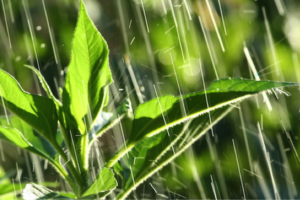 Rain, Rain…Here to Stay?