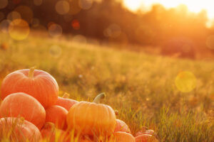 Don’t “Fall” Behind on Your Landscaping this Season