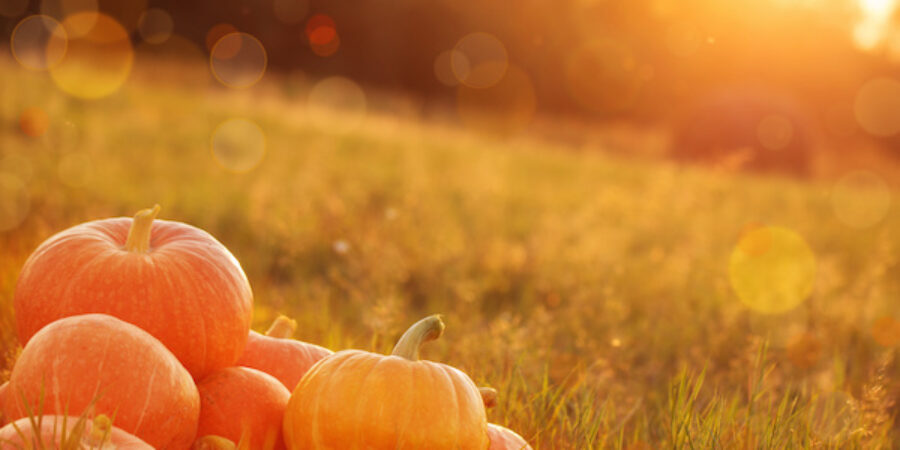 Don’t “Fall” Behind on Your Landscaping this Season