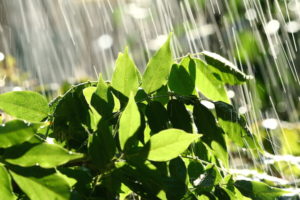 No More Drought in San Diego