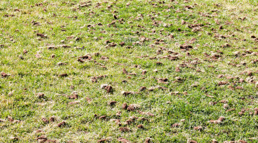 The Importance of Aerating Turf