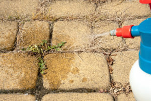 Weed Control: The Difference Between Pre & Post-Emergents