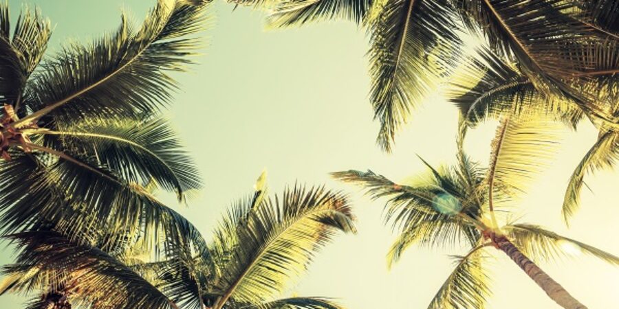 The Invasion Of The South American Palm Weevil