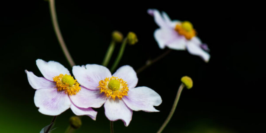 Using Native Plants in Landscaping