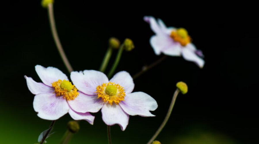 Using Native Plants in Landscaping