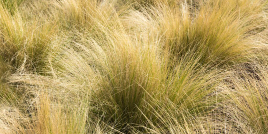 How to Maintain Ornamental Grass