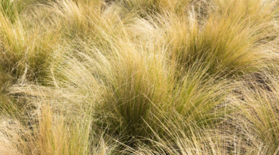 How to Maintain Ornamental Grass
