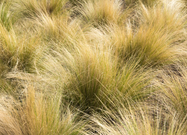 How to Maintain Ornamental Grass