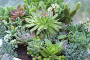 Succulents: A Great Solution For Your Drought Tolerant Landscape