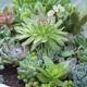 Succulents: A Great Solution For Your Drought Tolerant Landscape
