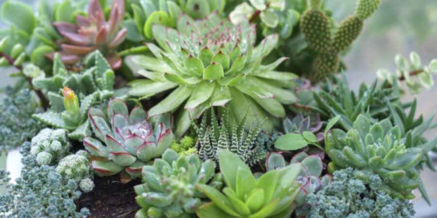 Succulents: A Great Solution For Your Drought Tolerant Landscape