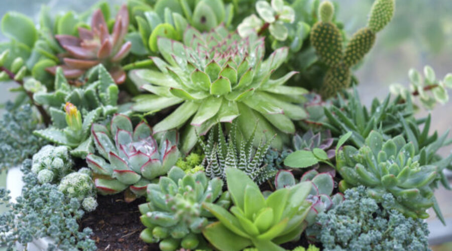 Succulents: A Great Solution For Your Drought Tolerant Landscape