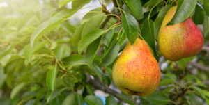 Common Fruit Tree Diseases