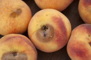Peach Scab