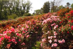 What Blooms Year-Round and Adds Waterwise Color to Your Landscape?