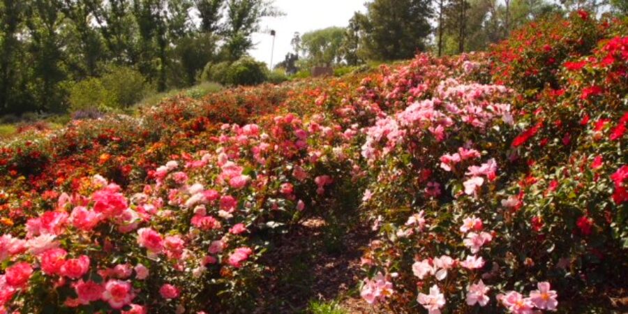 What Blooms Year-Round and Adds Waterwise Color to Your Landscape?