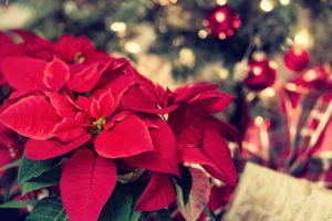 FEATURED PLANT: All About the Poinsettia