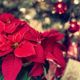 FEATURED PLANT: All About the Poinsettia