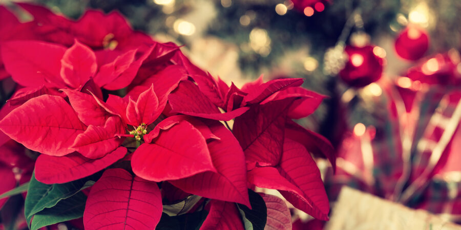 FEATURED PLANT: All About the Poinsettia