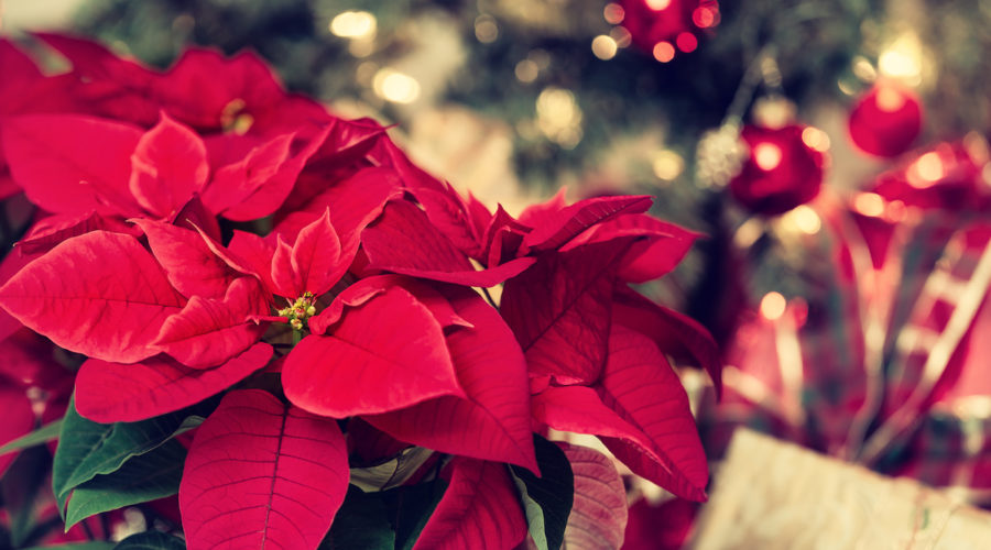 FEATURED PLANT: All About the Poinsettia