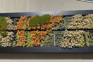 The Many Uses & Benefits of Living Walls