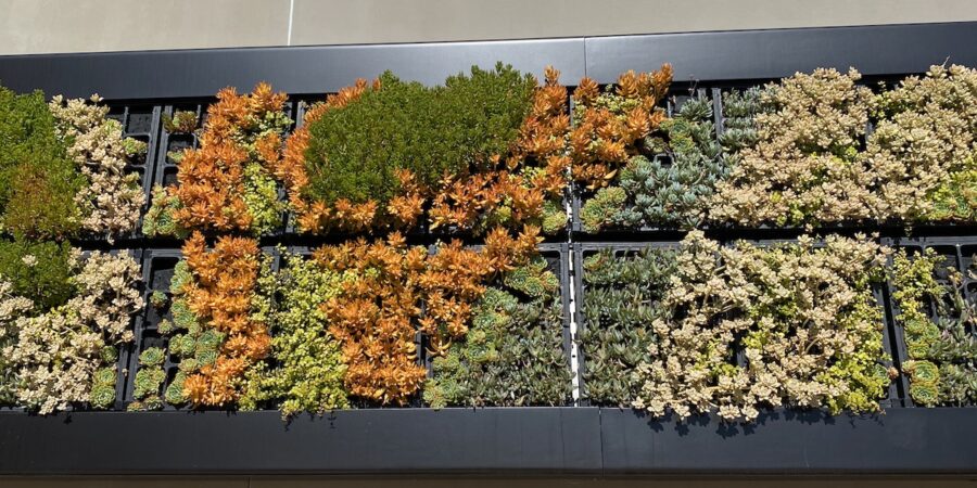The Many Uses & Benefits of Living Walls