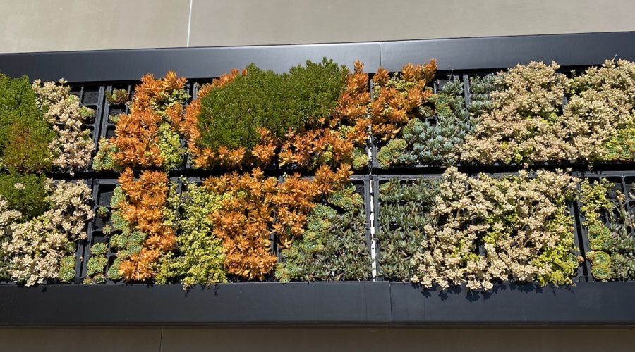 The Many Uses & Benefits of Living Walls